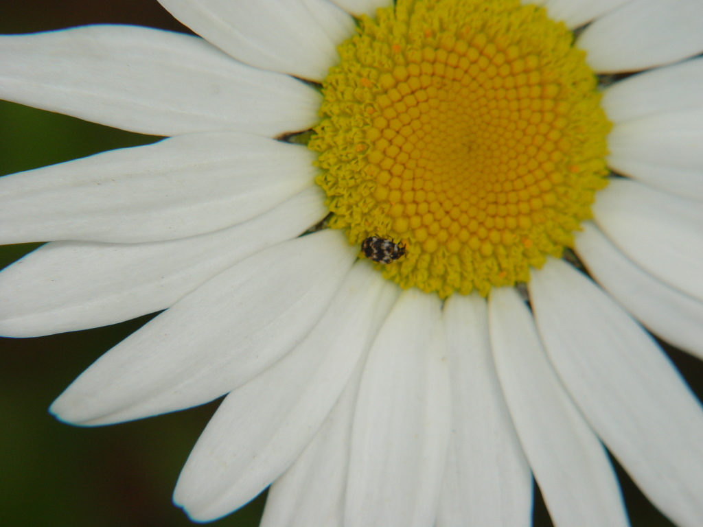 a ladybug on a flower you can't see