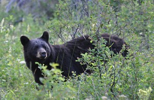 A picture of a Black Bear